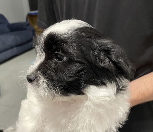 Maltese Shih Tzu male pup 3 - who has a black and white coat
