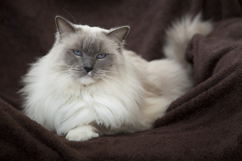 Sir-Harry - A-male-Blue-Point-ragdoll-cat