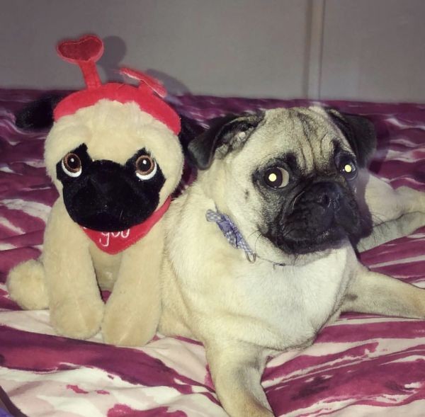 Pugs Pugs