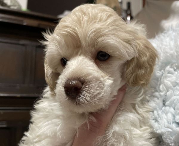 A-Maltese-Shih-Tzu A-Maltese-Shih-Tzu