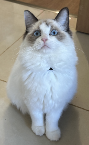 Beauty-a-female-Ragdoll-kitten