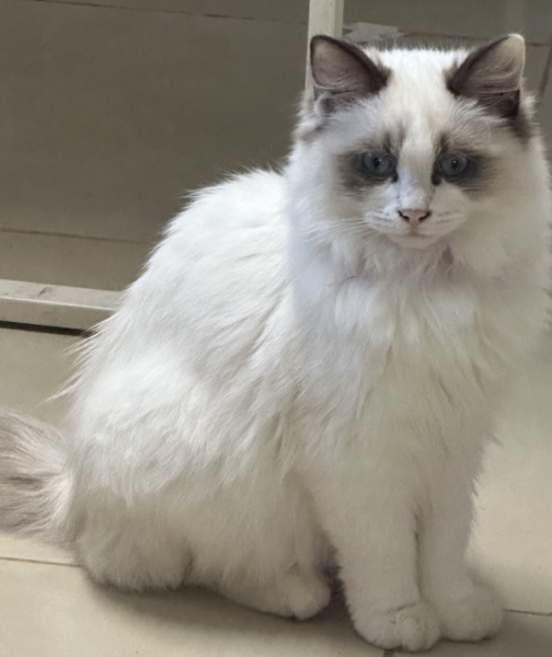 Lucky-a-male-Ragdoll-kitten