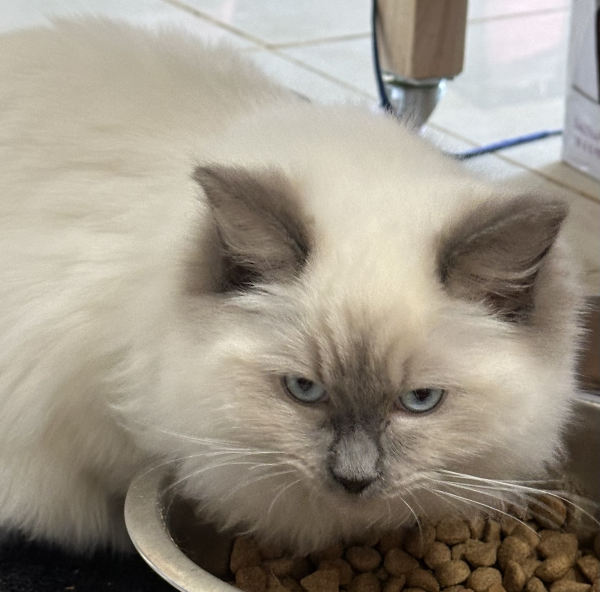 Romeo-a-male-Ragdoll-kitten