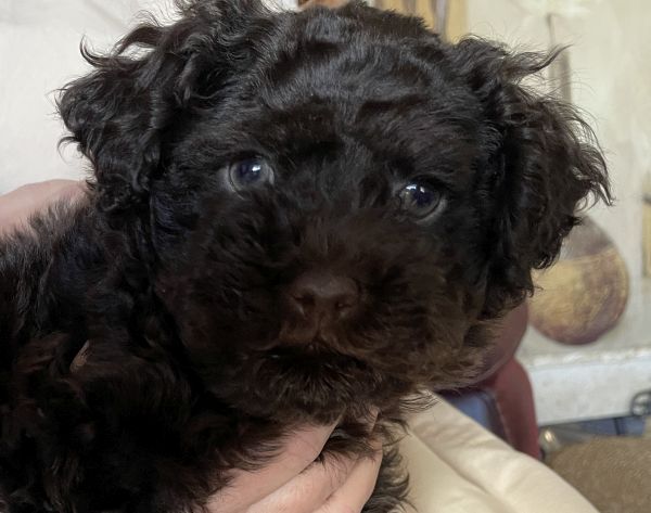 male-Cavoodle-puppy-with-a-chocolate-coat-2024
