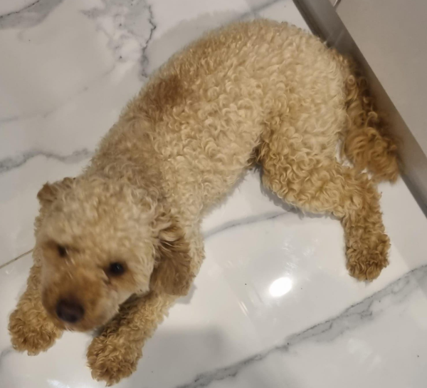 Toy Poodle for sale 2