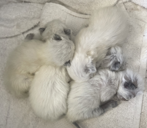 Oct 2024 Ragdoll kitten litter image 1