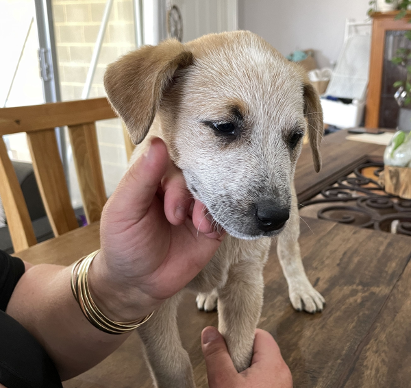 a-cattle-dog-female-puppy-for-sale-named-beryl-october-2024-image-1