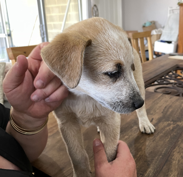 a-cattle-dog-female-puppy-for-sale-named-beryl-october-2024-image-2