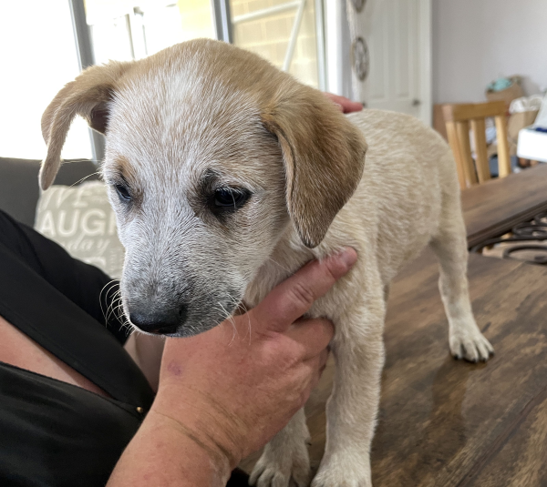 a-cattle-dog-female-puppy-for-sale-named-beryl-october-2024-image-3