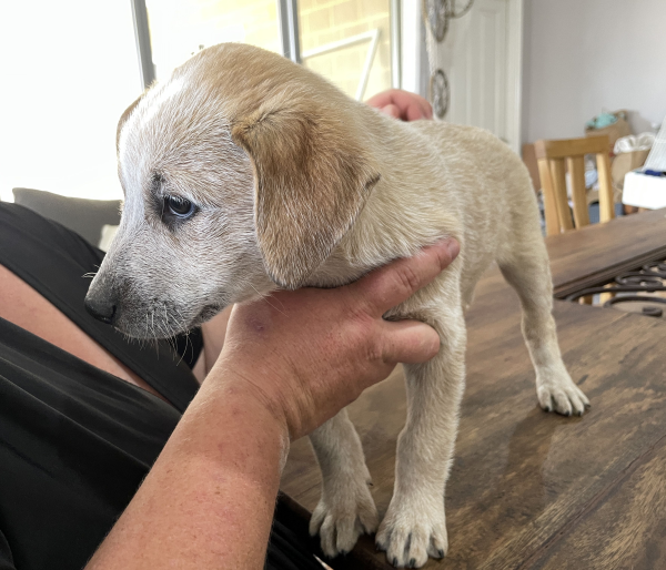 a-cattle-dog-female-puppy-for-sale-named-beryl-october-2024-image-4