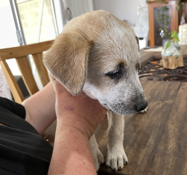 a-cattle-dog-female-puppy-for-sale-named-beryl-october-2024-image-5