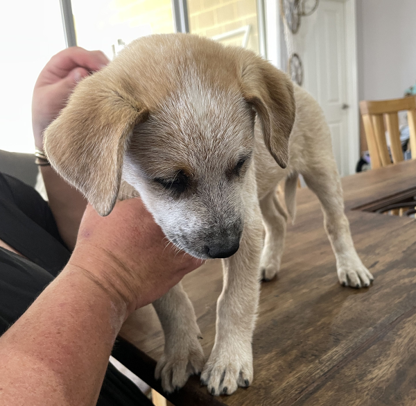 a-cattle-dog-female-puppy-for-sale-named-beryl-october-2024-image-6