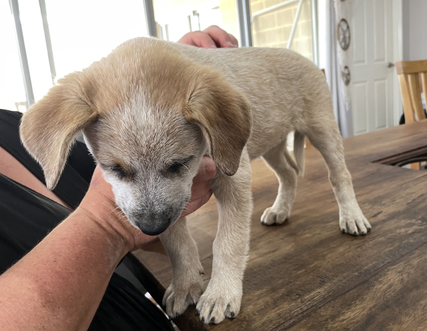 a-cattle-dog-female-puppy-for-sale-named-beryl-october-2024-image-7