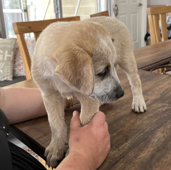 a-cattle-dog-female-puppy-for-sale-named-beryl-october-2024-image-8