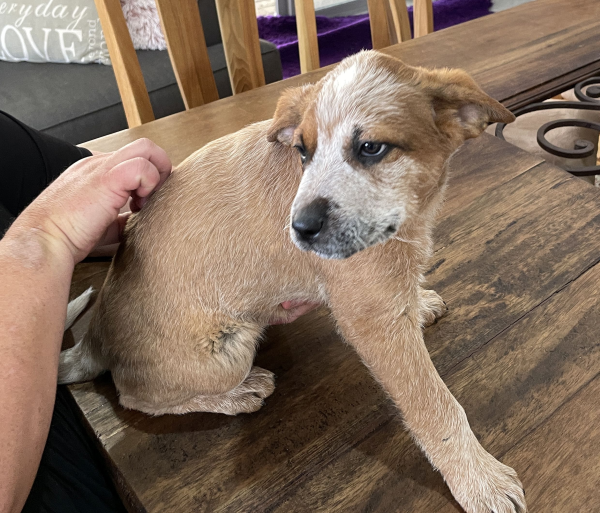 a-cattle-dog-female-puppy-for-sale-named-spot-october-2024-image-1