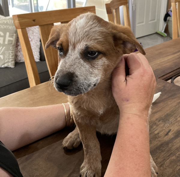 a-cattle-dog-female-puppy-for-sale-named-spot-october-2024-image-10