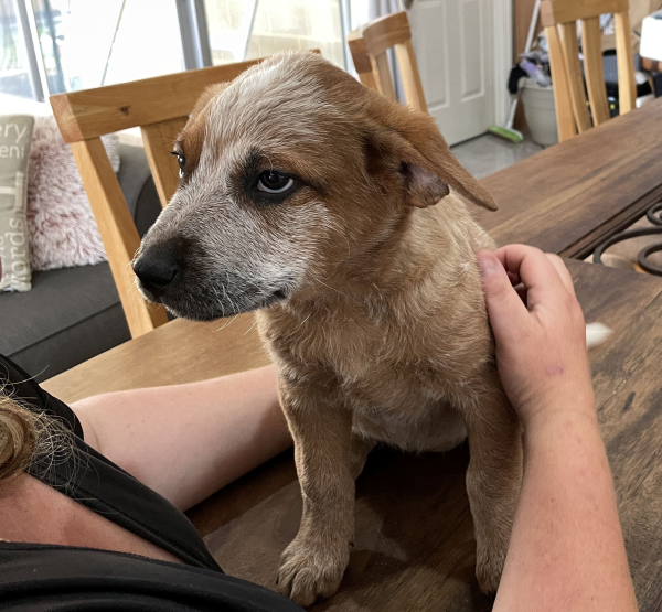 a-cattle-dog-female-puppy-for-sale-named-spot-october-2024-image-11