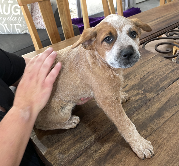 a-cattle-dog-female-puppy-for-sale-named-spot-october-2024-image-2