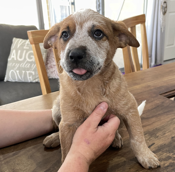 a-cattle-dog-female-puppy-for-sale-named-spot-october-2024-image-3