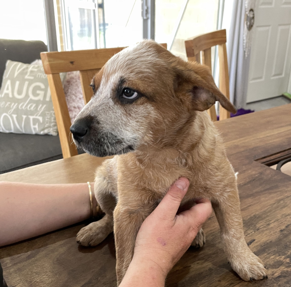 a-cattle-dog-female-puppy-for-sale-named-spot-october-2024-image-4