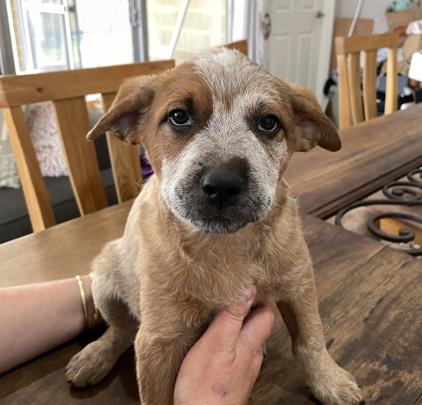 a-cattle-dog-female-puppy-for-sale-named-spot-october-2024-image-5