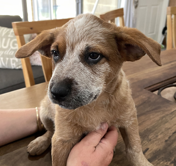 a-cattle-dog-female-puppy-for-sale-named-spot-october-2024-image-6