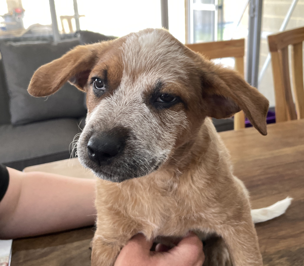 a-cattle-dog-female-puppy-for-sale-named-spot-october-2024-image-7