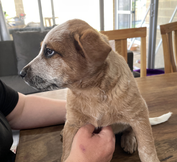 a-cattle-dog-female-puppy-for-sale-named-spot-october-2024-image-8