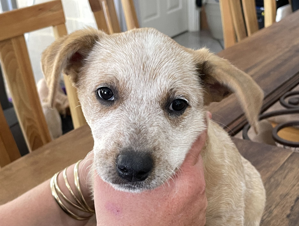 a-cattle-dog-female-puppy-for-sale-named-honey-october-2024-image-1