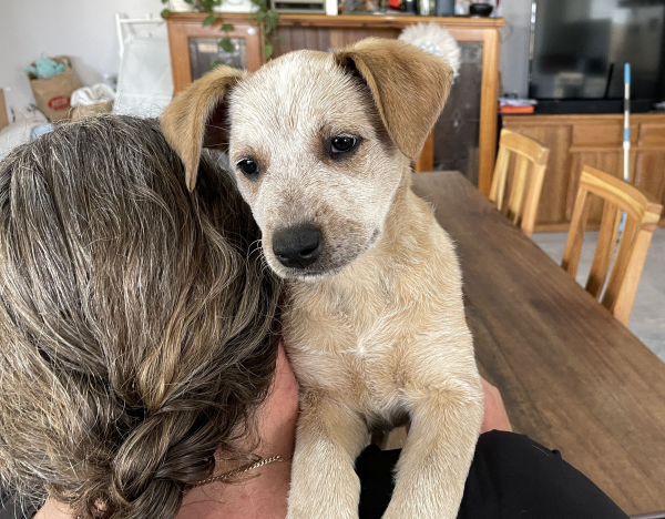 a-cattle-dog-female-puppy-for-sale-named-honey-october-2024-image-10