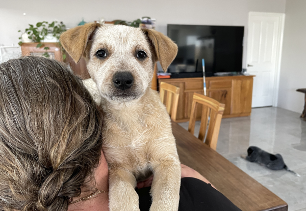 a-cattle-dog-female-puppy-for-sale-named-honey-october-2024-image-11