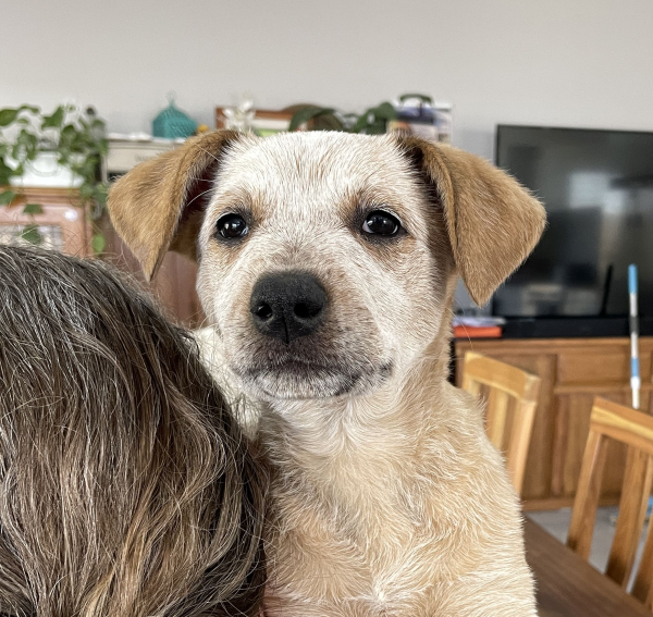 a-cattle-dog-female-puppy-for-sale-named-honey-october-2024-image-12