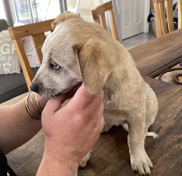 a-cattle-dog-female-puppy-for-sale-named-honey-october-2024-image-2