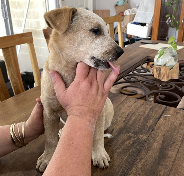 a-cattle-dog-female-puppy-for-sale-named-honey-october-2024-image-3