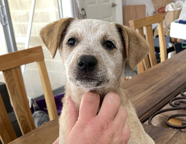 a-cattle-dog-female-puppy-for-sale-named-honey-october-2024-image-4