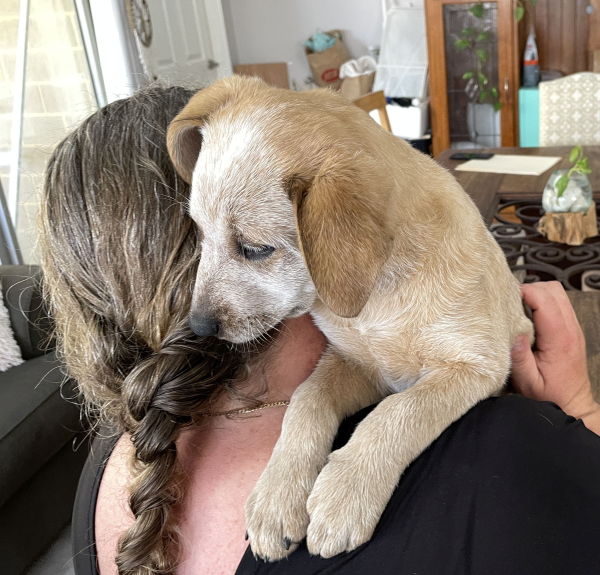 a-cattle-dog-female-puppy-for-sale-named-honey-october-2024-image-6