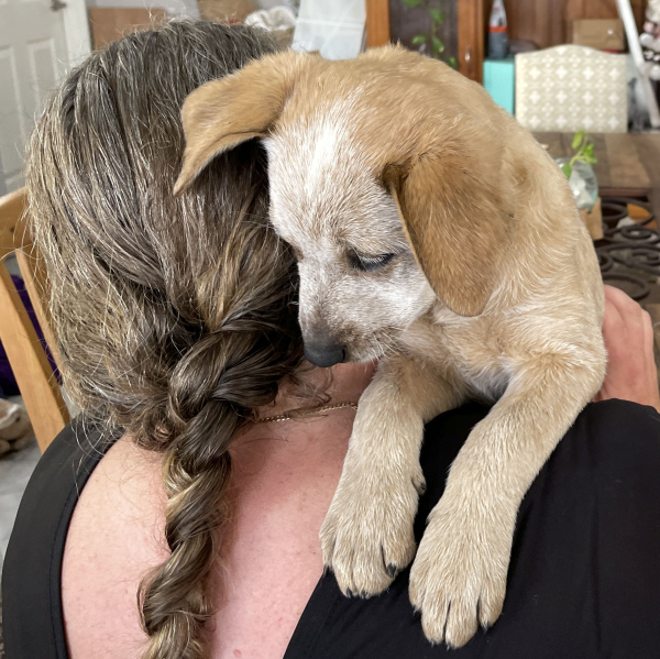 a-cattle-dog-female-puppy-for-sale-named-honey-october-2024-image-7