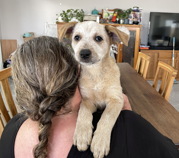 a-cattle-dog-female-puppy-for-sale-named-honey-october-2024-image-8