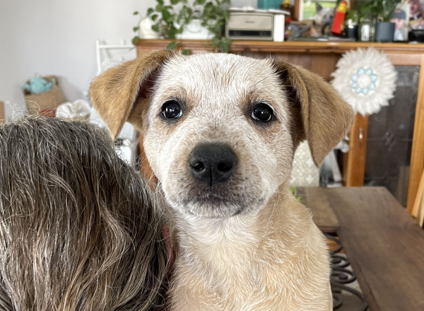 a-cattle-dog-female-puppy-for-sale-named-honey-october-2024-image-9