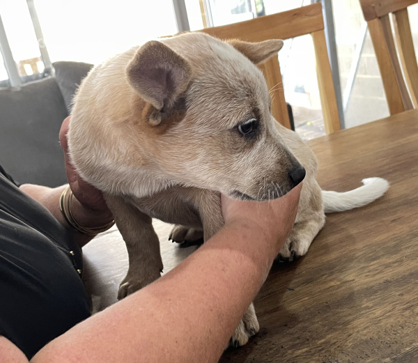 a-cattle-dog-female-puppy-for-sale-named-patch-october-2024-image-1