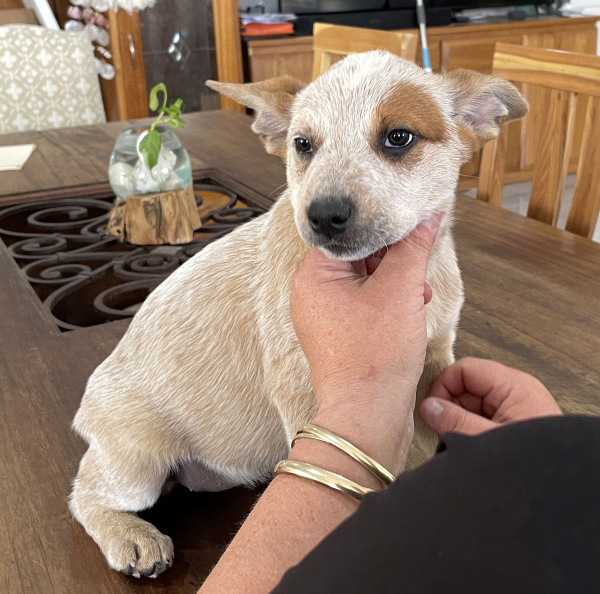 a-cattle-dog-female-puppy-for-sale-named-patch-october-2024-image-10