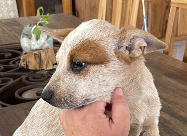 a-cattle-dog-female-puppy-for-sale-named-patch-october-2024-image-12