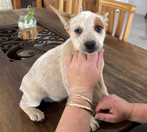 a-cattle-dog-female-puppy-for-sale-named-patch-october-2024-image-13