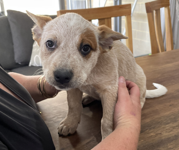 a-cattle-dog-female-puppy-for-sale-named-patch-october-2024-image-2