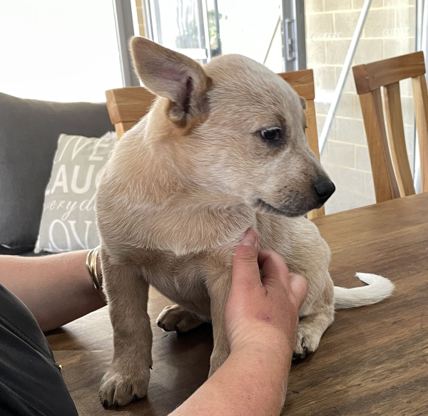 a-cattle-dog-female-puppy-for-sale-named-patch-october-2024-image-4