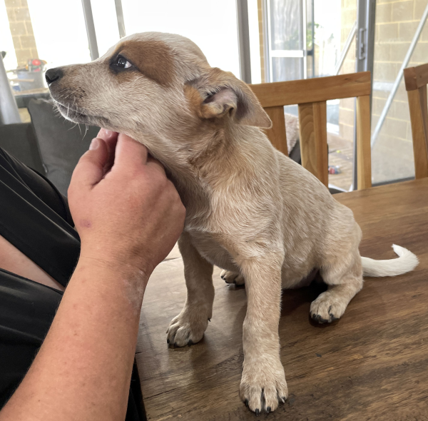 a-cattle-dog-female-puppy-for-sale-named-patch-october-2024-image-5