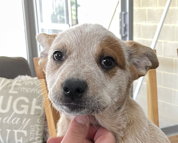 a-cattle-dog-female-puppy-for-sale-named-patch-october-2024-image-6