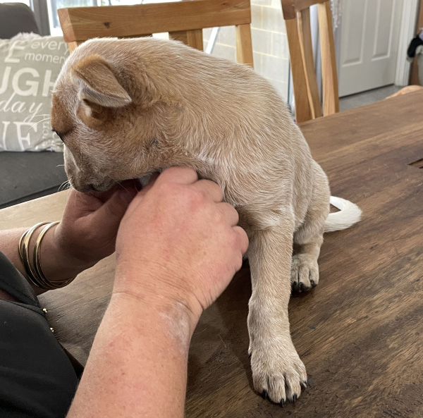 a-cattle-dog-female-puppy-for-sale-named-patch-october-2024-image-7