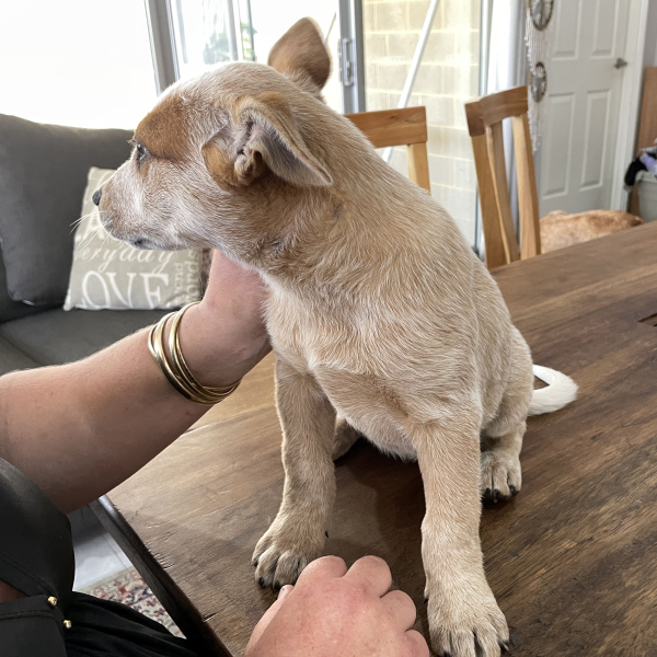 a-cattle-dog-female-puppy-for-sale-named-patch-october-2024-image-8