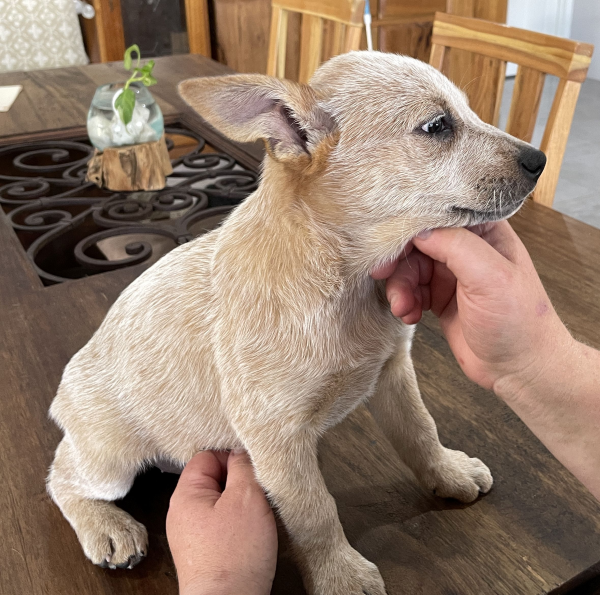 a-cattle-dog-female-puppy-for-sale-named-patch-october-2024-image-9